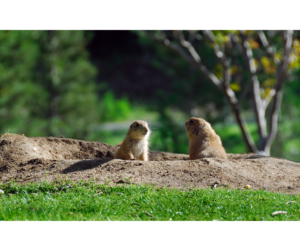 two ground hogs facing each other